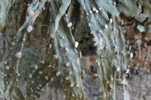 L Ramalina celastri (4)