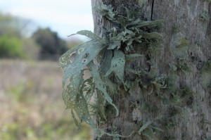 L Ramalina celastri (5)