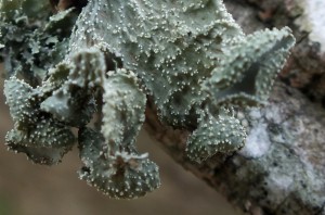 L Ramalina denticulata (1)