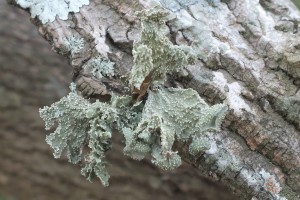 L Ramalina denticulata (5)