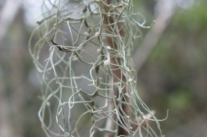 L Ramalina usnea (1)