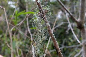 L Ramalina usnea (3)