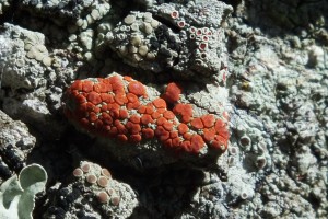 L Ramboldia russula (1)