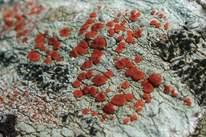 L Ramboldia russula (5)