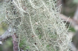 L Usnea alata (2)