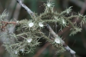 L Usnea strigosa (1)