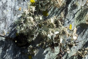 L Usnea strigosa (11)