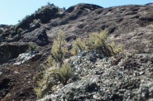 L Usnea strigosa (8)aa