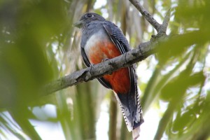 Trogon curucui