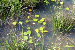 P Ali Echinodorus (2)a