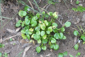 P Pon Heteranthera limosa (2)a