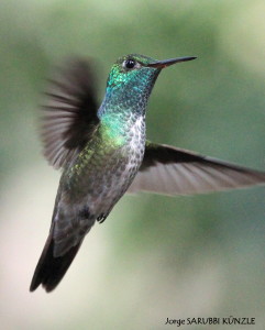 Picaflor Esmeralda (Amazilia versicolor)1