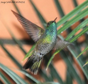 Picaflor Esmeralda (Amazilia versicolor)2a