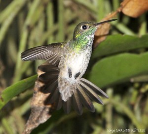 Picaflor Esmeralda (Amazilia versicolor)3a