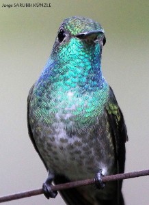 Picaflor Esmeralda (Amazilia versicolor)4a