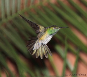 Picaflor Esmeralda (Amazilia versicolor)5a