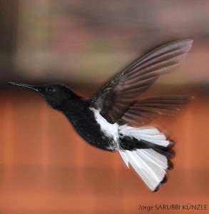 Picaflor Negro(Florisuga fusca)