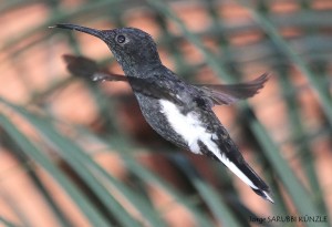 Picaflor Negro(Florisuga fusca)2a