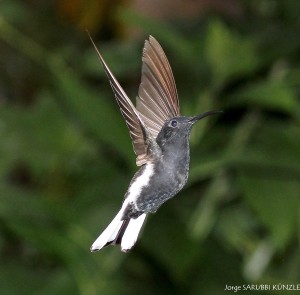 Picaflor Negro(Florisuga fusca)3a