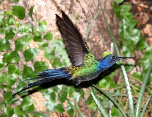 Picaflor Tijereta (Eupetomena macroura)2a