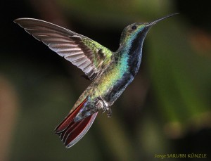 Picaflor Vientre Negro (Anthracotorax nigricollis)5a