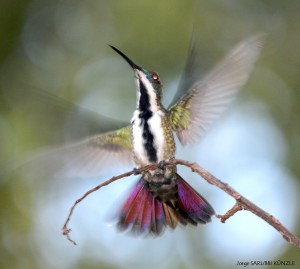 Picaflor Vientre Negro Hembra (Anthracotorax nigricollis)a