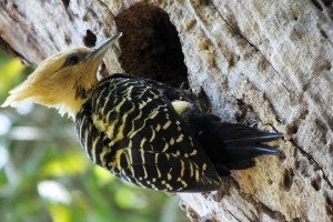 thumbnail_blond-crested-woodpecker-a