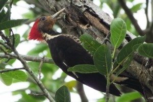 thumbnail_helmeted-woodpecker-a