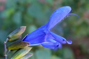 P Lam Salvia guaranitica (1)