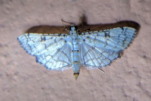 Hileithia cf. appropialis (Crambidae;0 Cabañas
