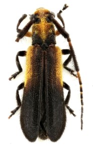 Eranina tomentilla