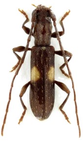 Microibidion bimaculatum