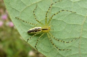 AIAA Oxy Peucetia (1)