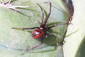 AIAA Theri Latrodectus (2)a