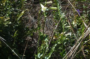 Chelonanthus viridiflorus