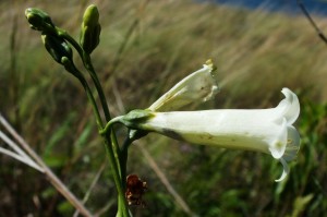 Chelonanthus viridiflorus