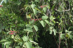 Cissus spinosa