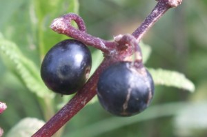 Cissus spinosa