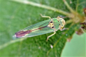 AIIHO Cicadel Bucephalogonia xanthophis JMGa