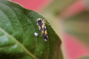 AIIHO Cicadell Protalebrella sp.