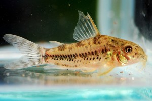 Corydoras diphyes