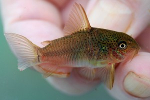 Corydoras polystictus a