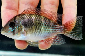 Gymnogeophagus setequeda