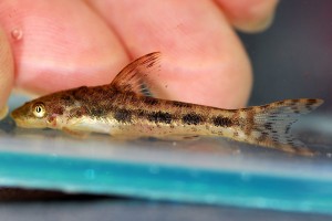 Otocinclus mimulus