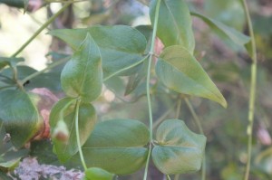 P Rub Manettia cordifolia (2)