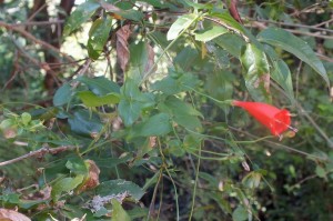 P Rub Manettia cordifolia (4)