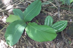 Calathea zingiberina