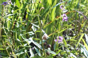 P Pla Angelonia sp (1)a
