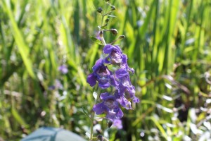 P Pla Angelonia sp (3)a