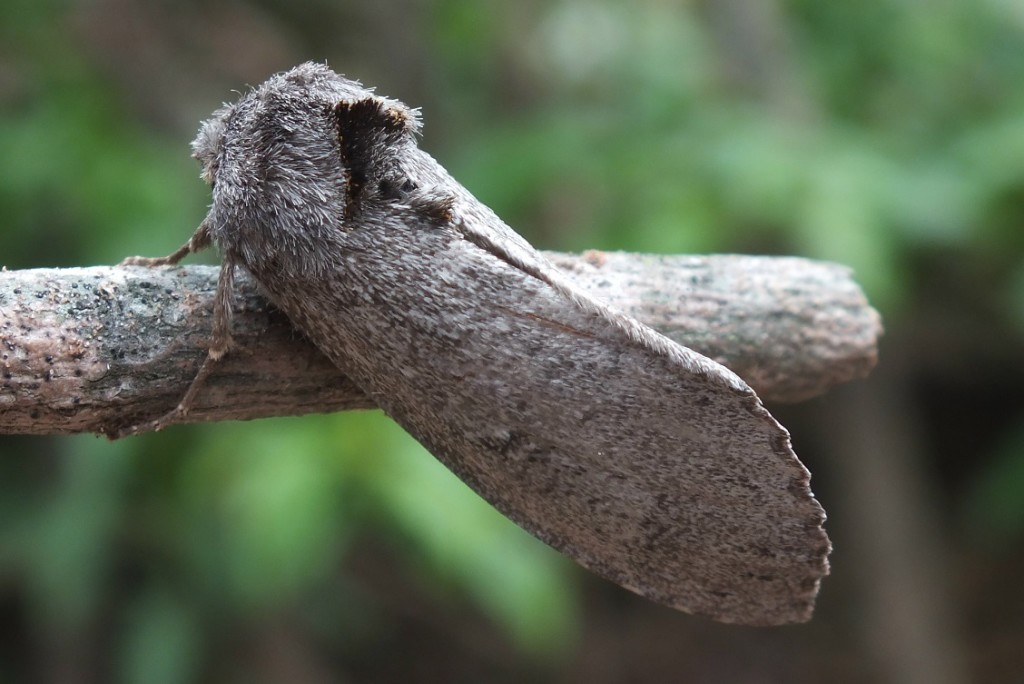 NOTODONTIDAE | Pybio Paraguay Biodiversidad